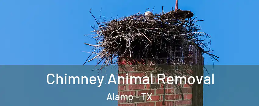  Chimney Animal Removal Alamo - TX
