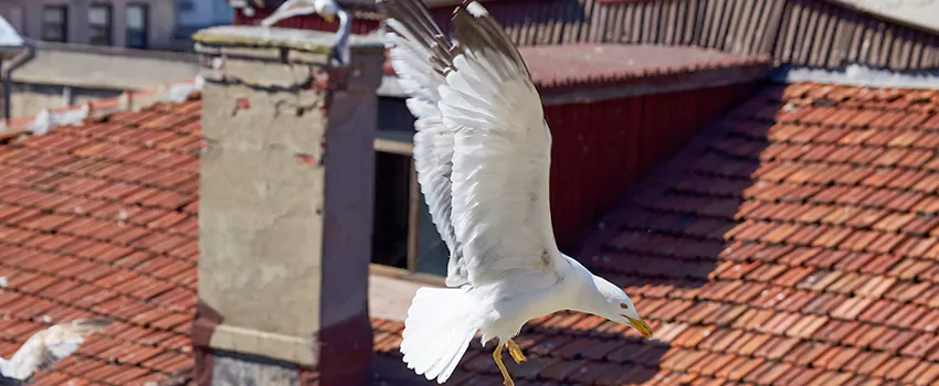 Residential Chimney Animal Removal Solution in Alamo, TX