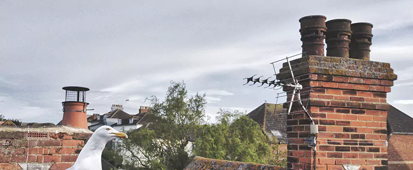 Chimney Cleaning And Restoration in Alamo, Texas